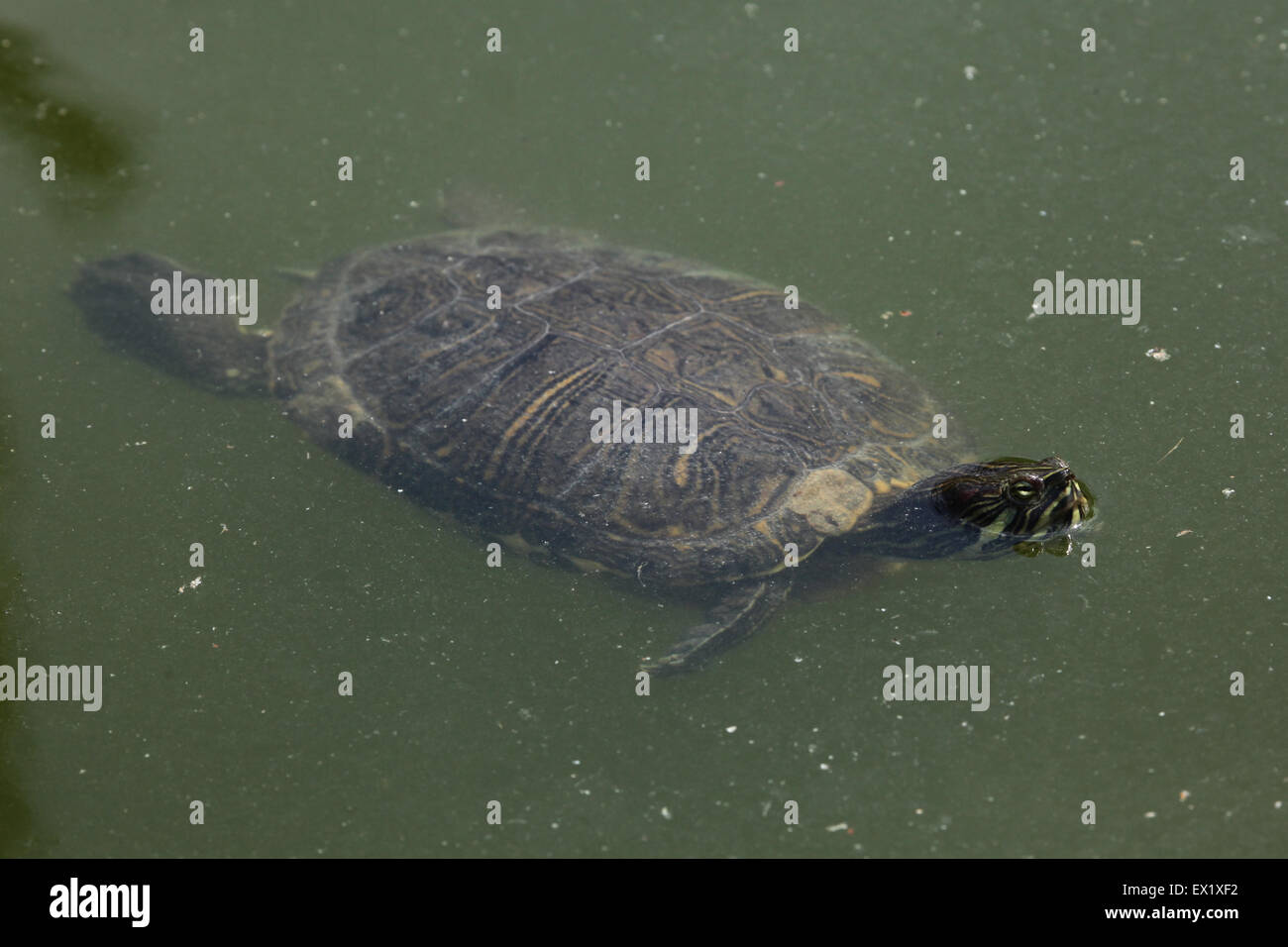 Tartaruga dalle orecchie rosse (Trachemys scripta elegans) nuoto presso lo Zoo di Schönbrunn a Vienna, Austria. Foto Stock