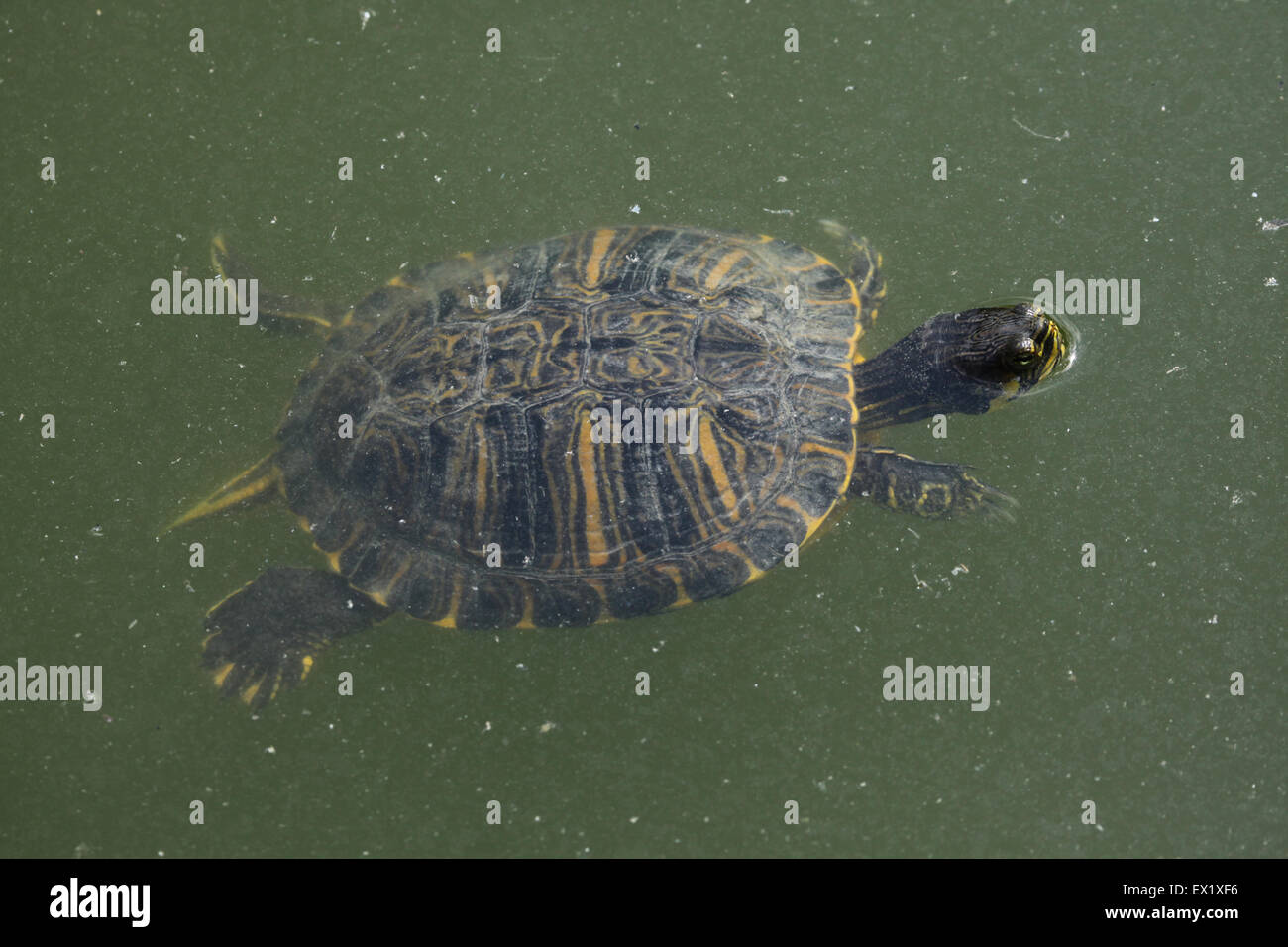 Tartaruga dalle orecchie rosse (Trachemys scripta elegans) nuoto presso lo Zoo di Schönbrunn a Vienna, Austria. Foto Stock