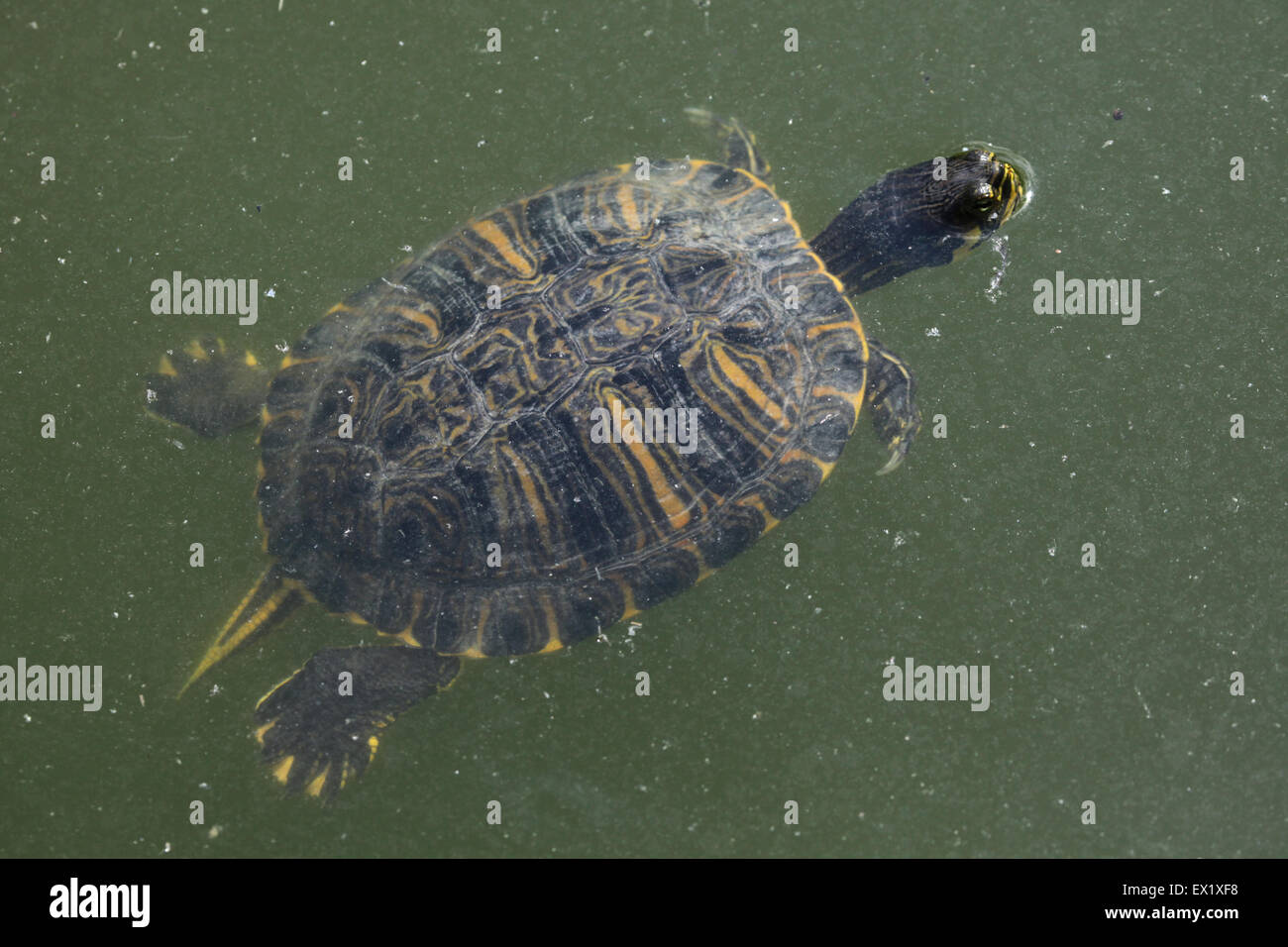 Tartaruga dalle orecchie rosse (Trachemys scripta elegans) nuoto presso lo Zoo di Schönbrunn a Vienna, Austria. Foto Stock