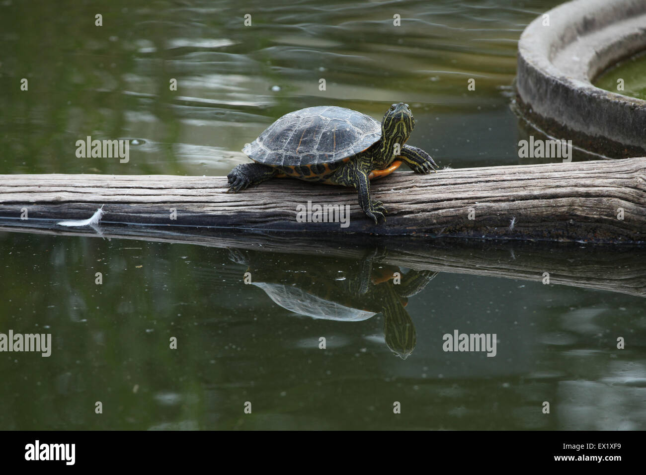 Tartaruga dalle orecchie rosse (Trachemys scripta elegans) presso lo Zoo di Schönbrunn a Vienna, Austria. Foto Stock