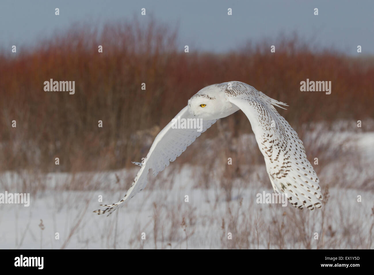 Civetta delle nevi (Bubo scandiacus) Foto Stock