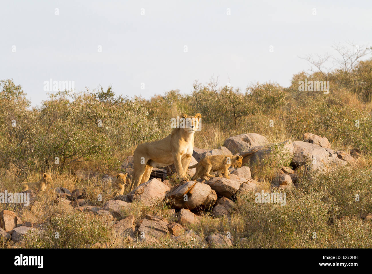 Leonessa con quattro giovani cubs a Tswalu Kalahari, Sud Africa Foto Stock