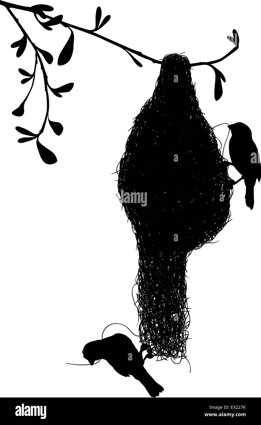 EPS8 vettore modificabile silhouette di una coppia di weaverbirds costruire il loro nido di erba con gli uccelli come oggetti separati Illustrazione Vettoriale