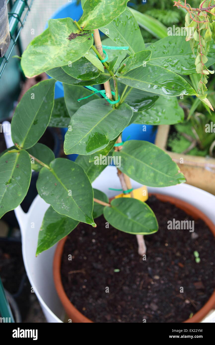 Syzygium crescente samarangense o noto come cera jambu in una pentola Foto Stock