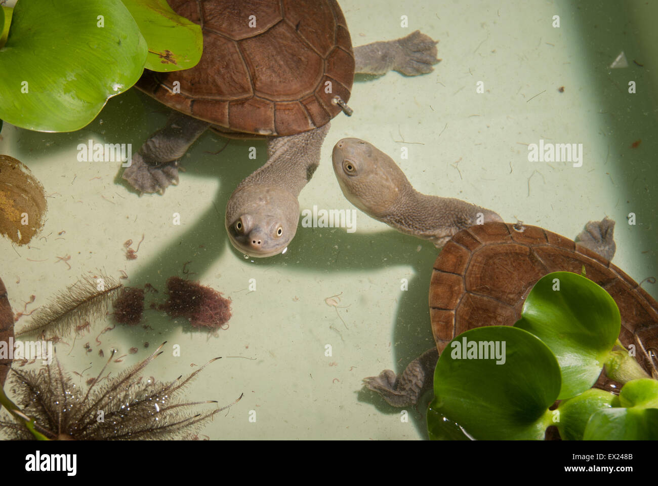Tartarughe endemiche al collo di serpente dell'isola di Rote (Chelodina mccordi) in un sito di allevamento ex situ autorizzato a Giacarta, Indonesia. Foto Stock