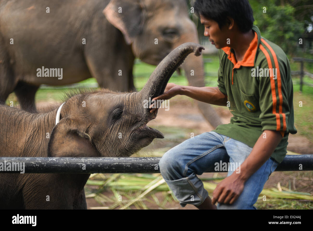Interazione tra mahout e baby elephant denominato Yeti in modo Kambas National Park, Sumatra. Foto Stock