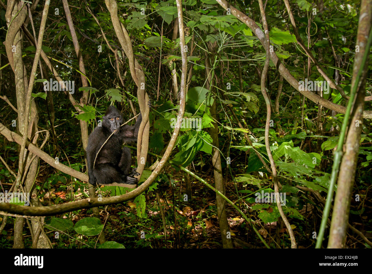 Ritratto ambientale di macaco solawesi selvaggio con crestata nera (Macaca nigra) giovanile con un ramoscello in bocca a Tangkoko, Sulawesi settentrionale, Indonesia. Foto Stock