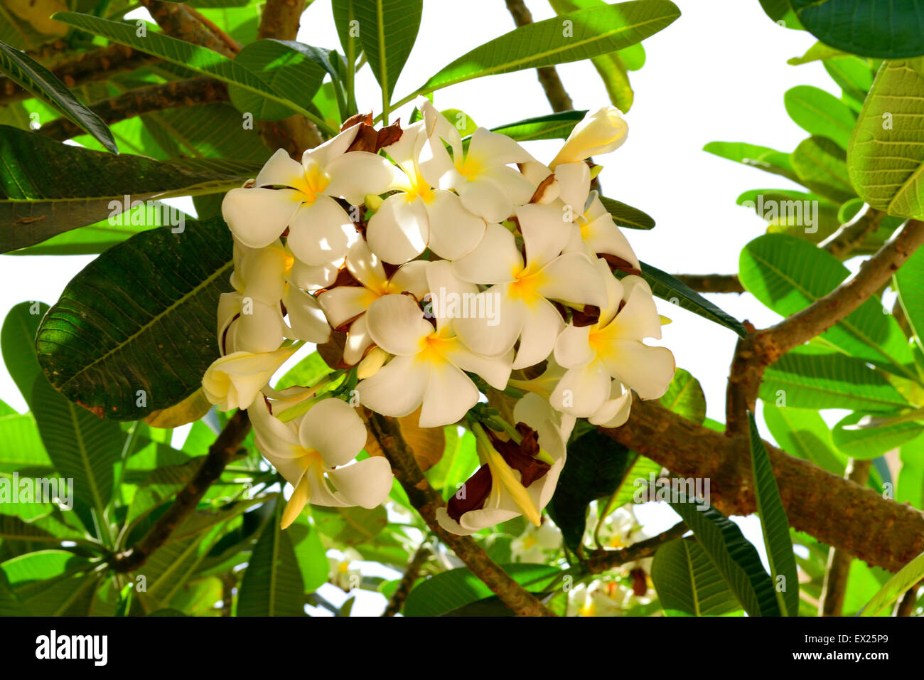 Fiori da Dubai Foto Stock