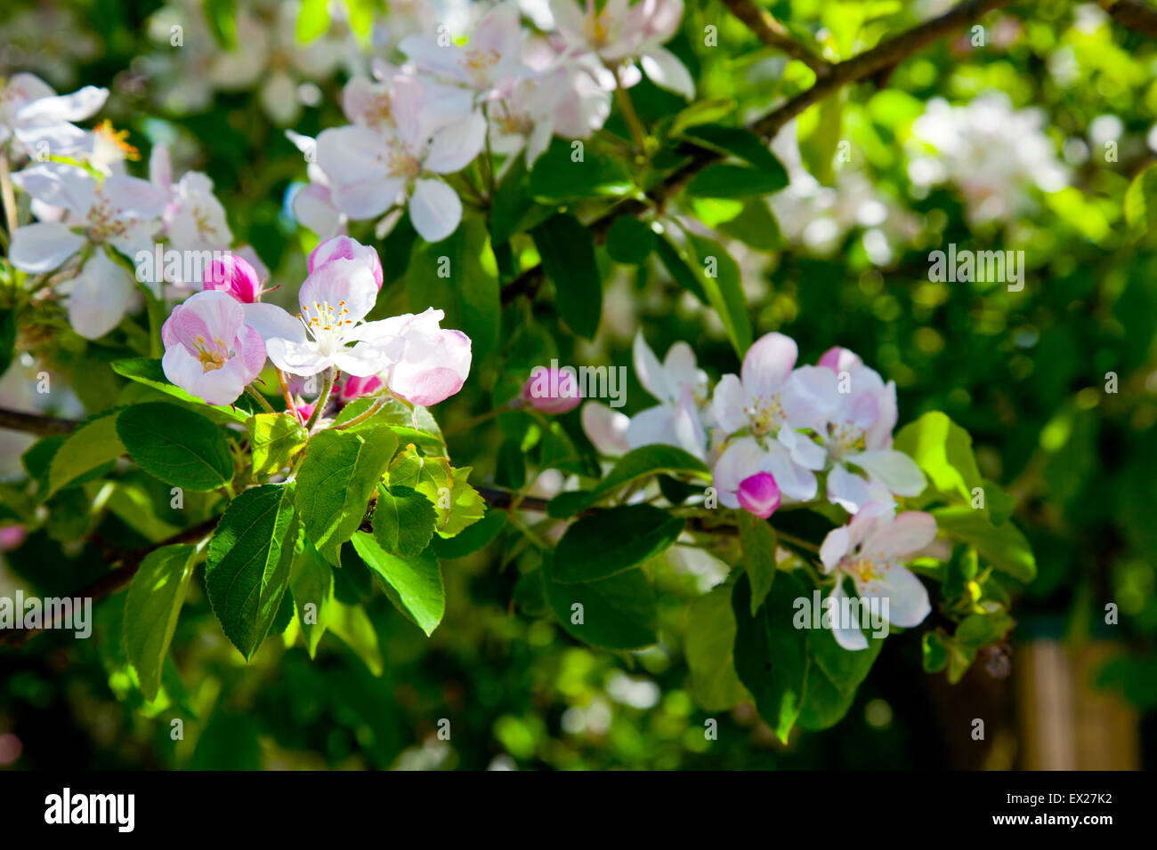 Nuova primavera sbocciano i fiori su un albero di mele nel Somerset, Inghilterra, Regno Unito Foto Stock