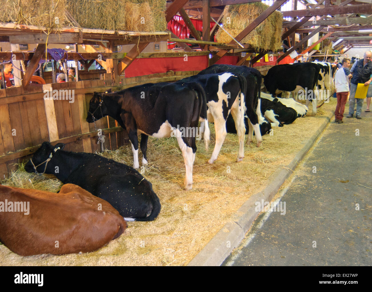 La preparazione di bestiame bovino di caseificio per la mostra al Royal Show di Adelaide, Australia del Sud. Foto Stock