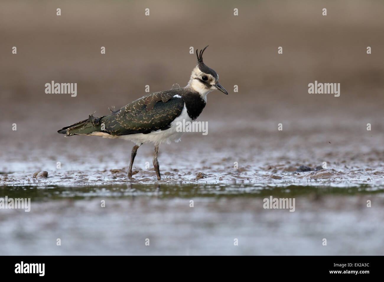 Pavoncella, Vanellus vanellus, singolo uccello da acqua, Warwickshire, Luglio 2015 Foto Stock