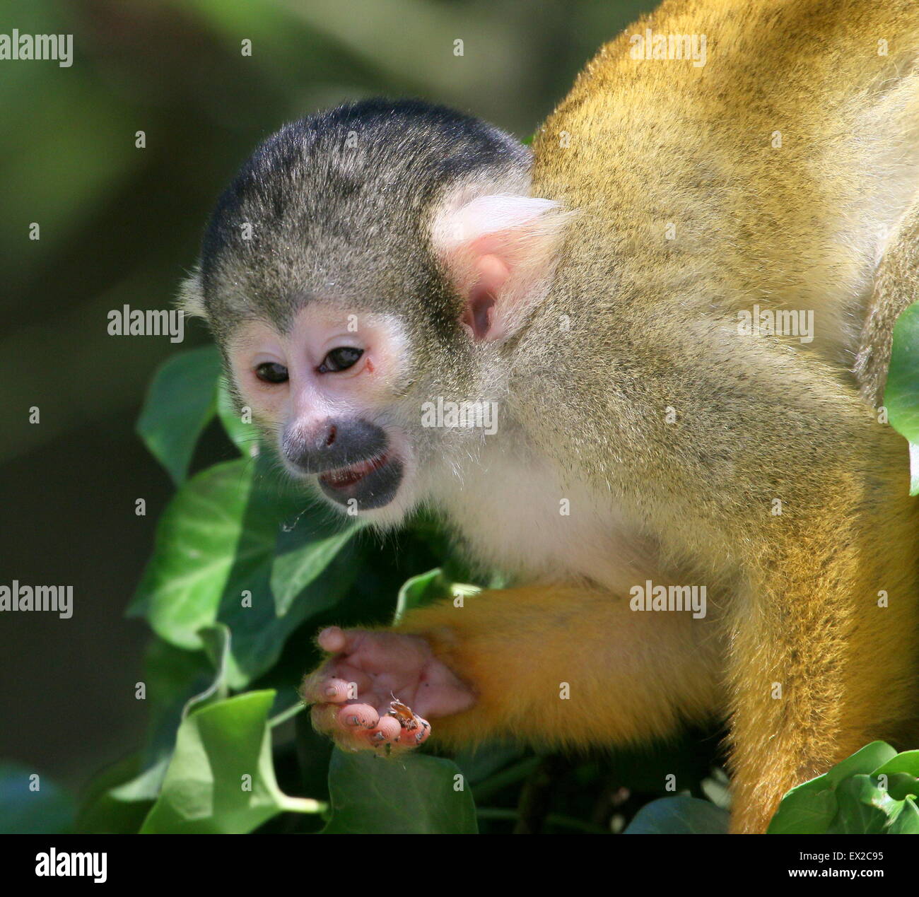 Close-up di un spunky South American Black-capped Scimmia di scoiattolo (Saimiri boliviensis) in alto in una struttura ad albero Foto Stock