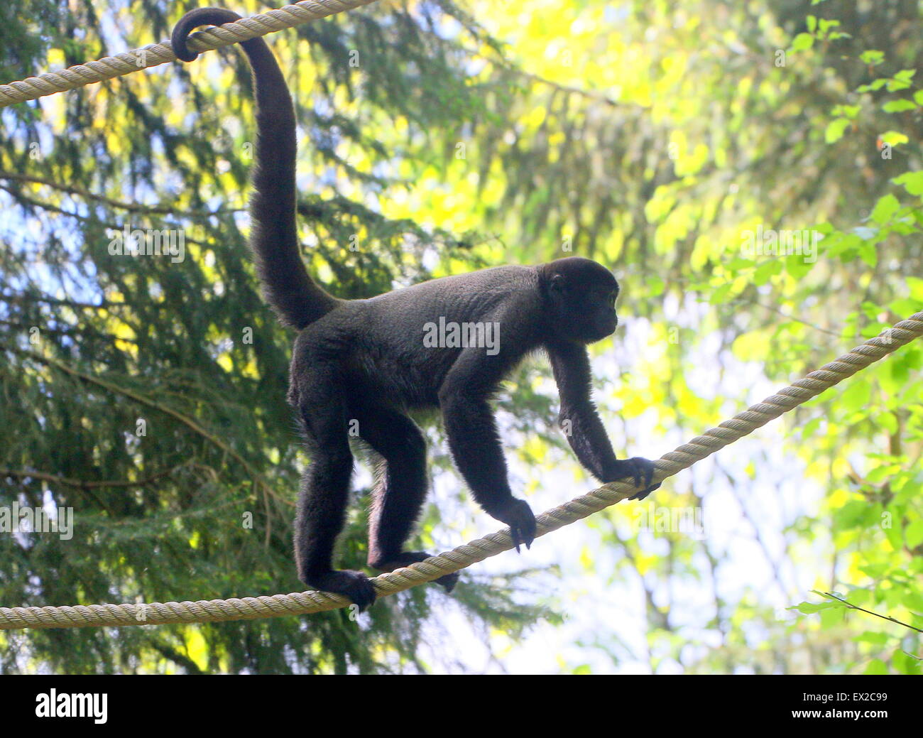 Marrone o Humboldt's lanosi scimmia ( Lagothrix lagotricha) camminando per le corde in Apenheul Primate Zoo, Apeldoorn Paesi Bassi Foto Stock