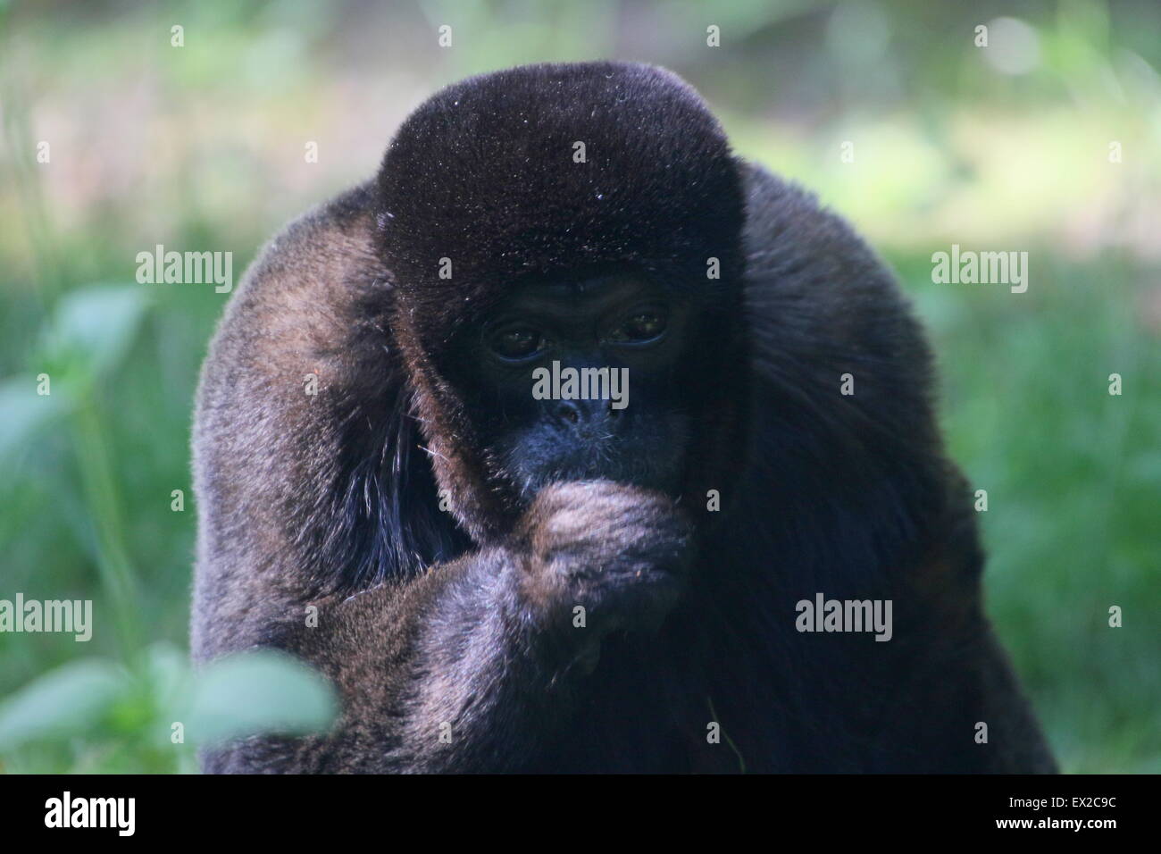 Comune o marrone Humboldt's lanosi scimmia ( Lagothrix lagotricha), primo piano della testa, posa di avviso Foto Stock