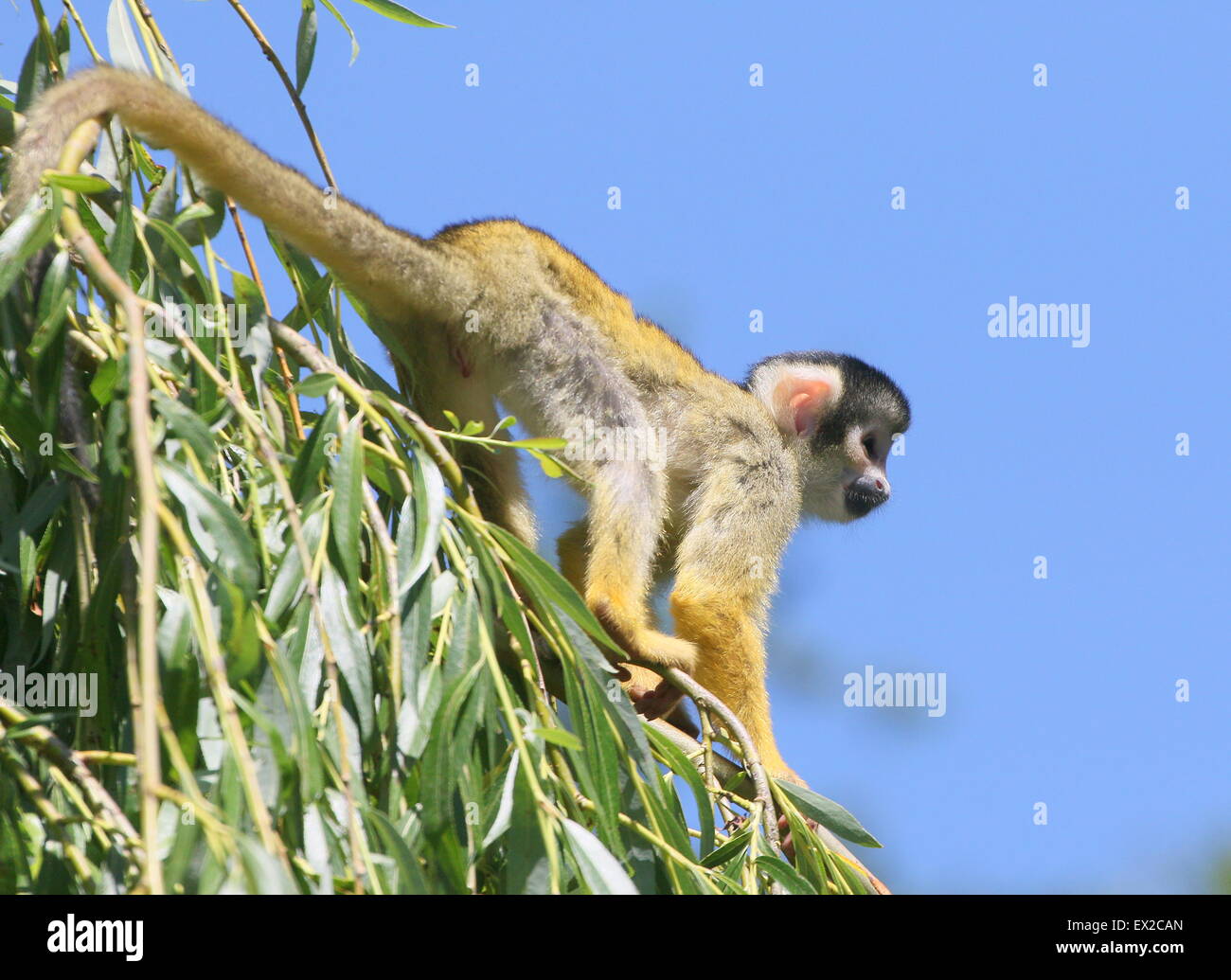 Close-up di un Sud Americana Black-capped Scimmia di scoiattolo (Saimiri boliviensis) in alto in un albero, appeso la sua coda Foto Stock