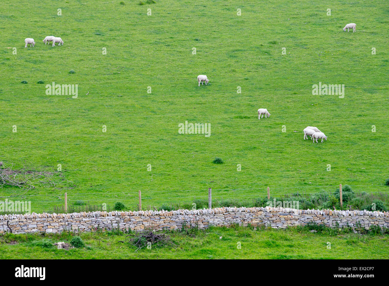 Pecore al pascolo in un campo nel Dorset, Inghilterra Foto Stock