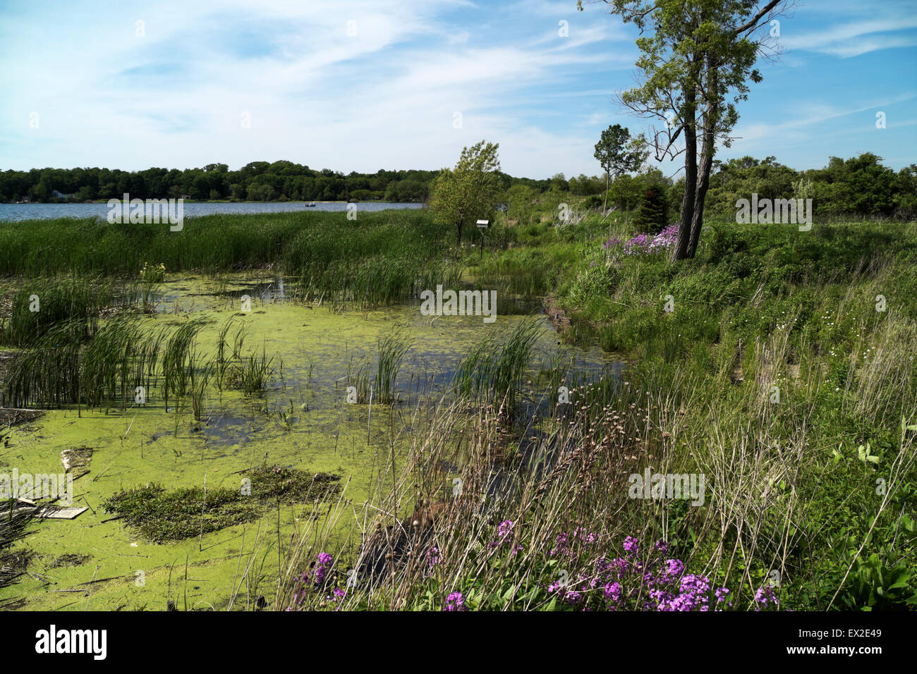 Lago Bianco litorale vicino a Whitehall, Michigan, Stati Uniti d'America. Il bassifondi a riempito con cattails e coperto di detriti. Foto Stock