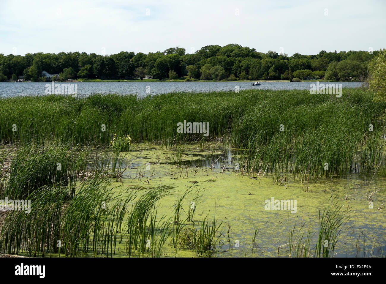 Lago Bianco litorale vicino a Whitehall, Michigan, Stati Uniti d'America. I fondali sono riempiti con cattails e lenticchie d'acqua. Foto Stock