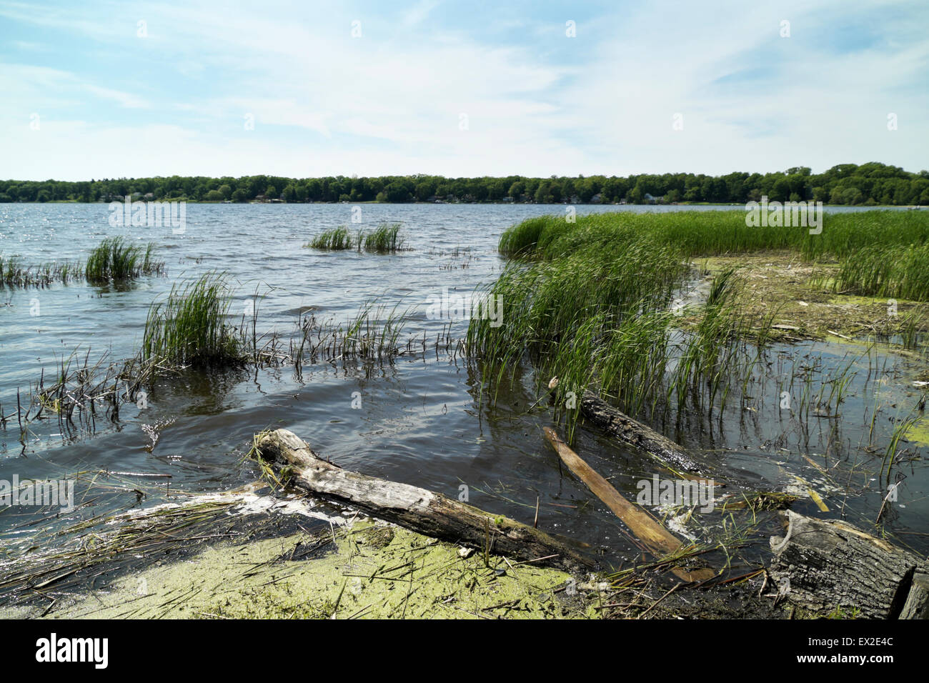 Lago Bianco litorale vicino a Whitehall, Michigan, Stati Uniti d'America. I fondali sono riempiti con cattails, lenticchie d'acqua e driftwood. Foto Stock