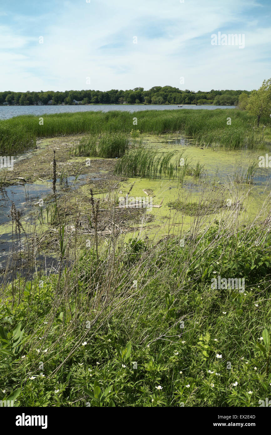 Lago Bianco litorale vicino a Whitehall, Michigan, Stati Uniti d'America. I fondali sono riempiti con cattails e lenticchie d'acqua. Foto Stock