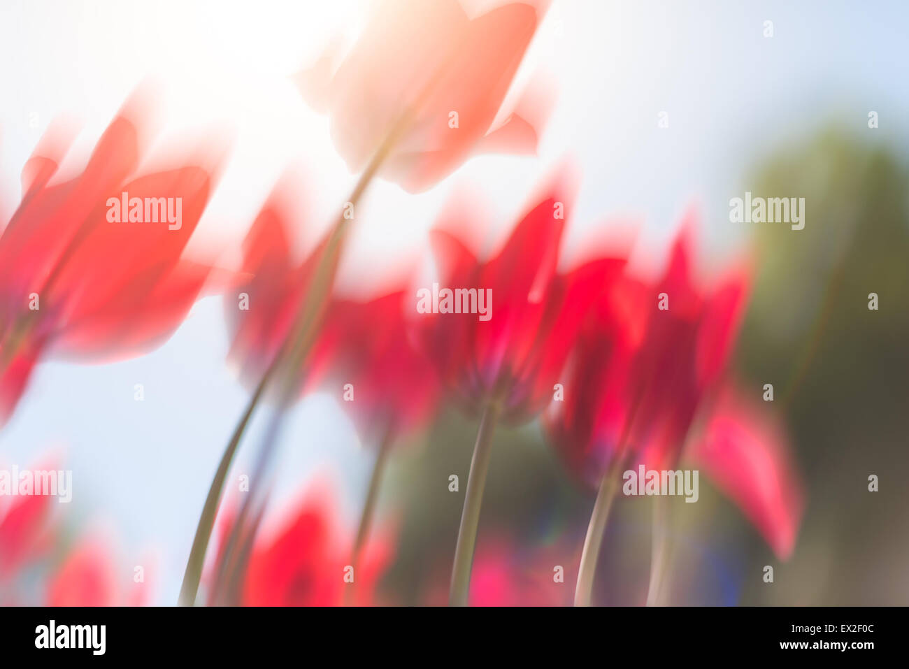 Un sacco di colore rosso brillante tulipani cresce in estate campo verde. Fiori ondeggianti dal vento. Bellissimi colori in primavera. Foto Stock