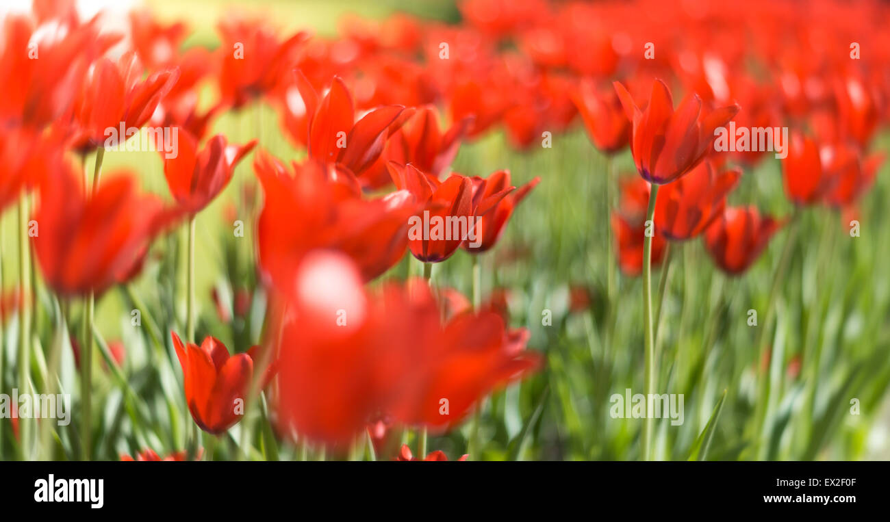 Un sacco di colore rosso brillante tulipani cresce in estate campo verde. Fiori ondeggianti dal vento. Bellissimi colori in primavera. Foto Stock