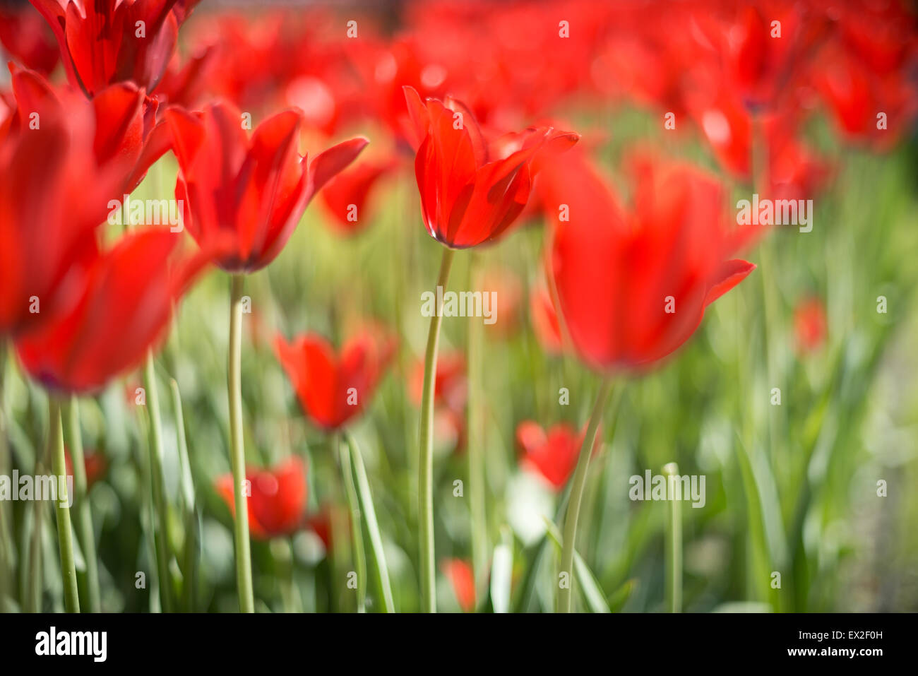 Un sacco di colore rosso brillante tulipani cresce in estate campo verde. Fiori ondeggianti dal vento. Bellissimi colori in primavera. Foto Stock