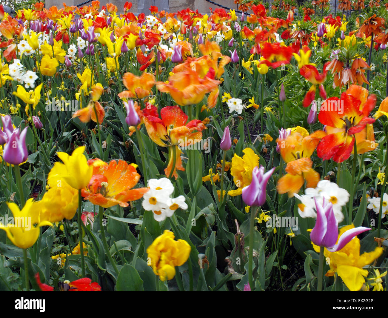 I tulipani (Tulipa gesneriana) ondeggianti nel vento nel Parco di Vondel Amsterdam, Paesi Bassi Foto Stock