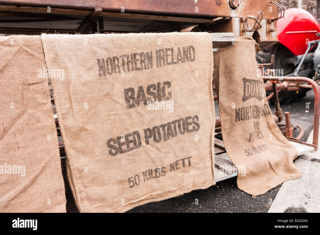 Hessian sacchi per l Irlanda del Nord tuberi seme di base da appendere una piantatrice di patate Foto Stock