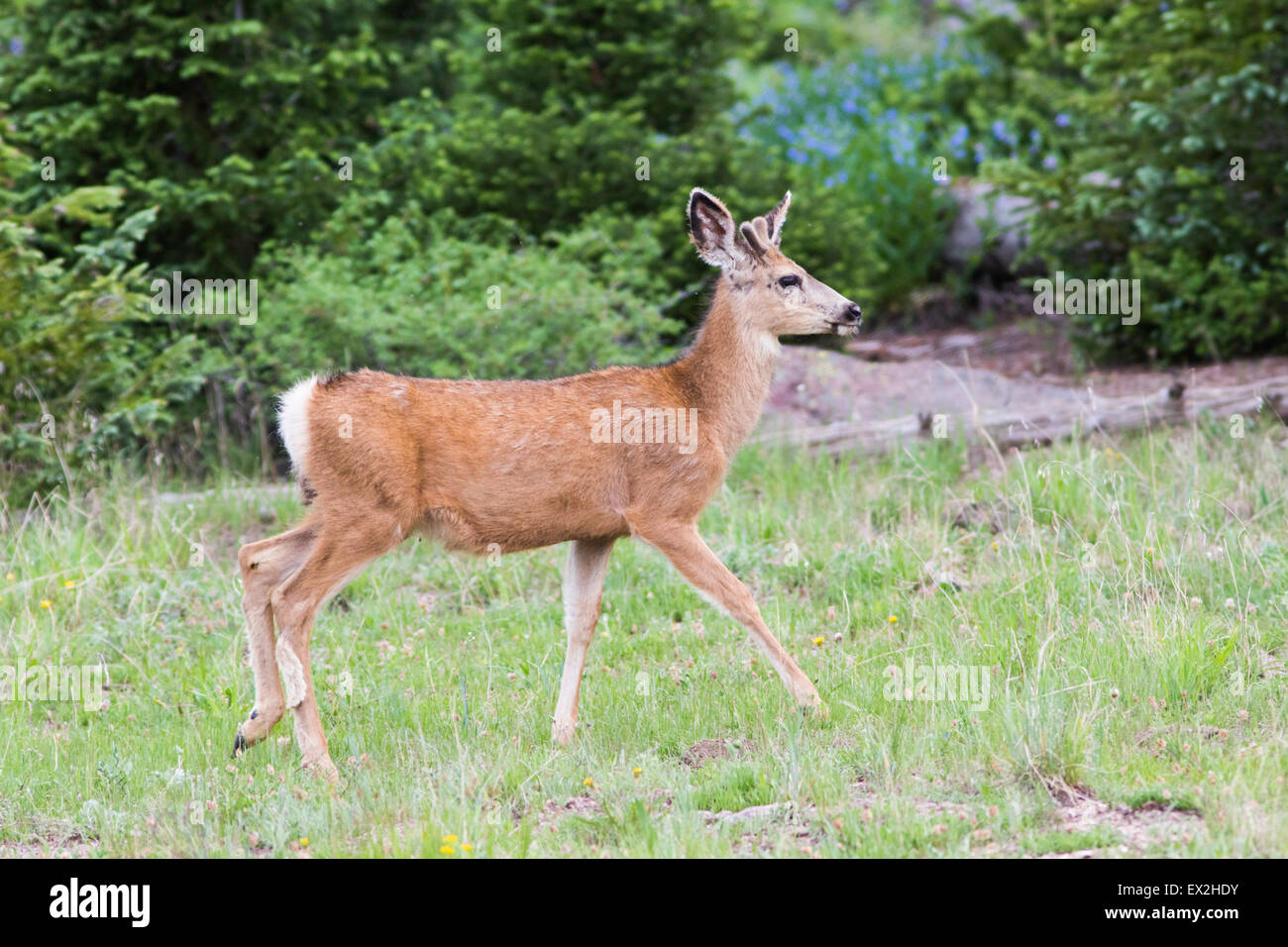 Mule Deer Odocoileus hemionus Cedar Breaks National Monument, Iron County, Utah, Stati Uniti 29 giugno i giovani maschi o spike Foto Stock