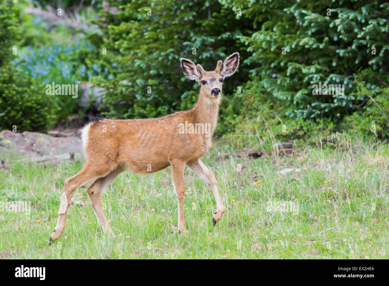 Mule Deer Odocoileus hemionus Cedar Breaks National Monument, Iron County, Utah, Stati Uniti 29 giugno i giovani maschi o spike Foto Stock
