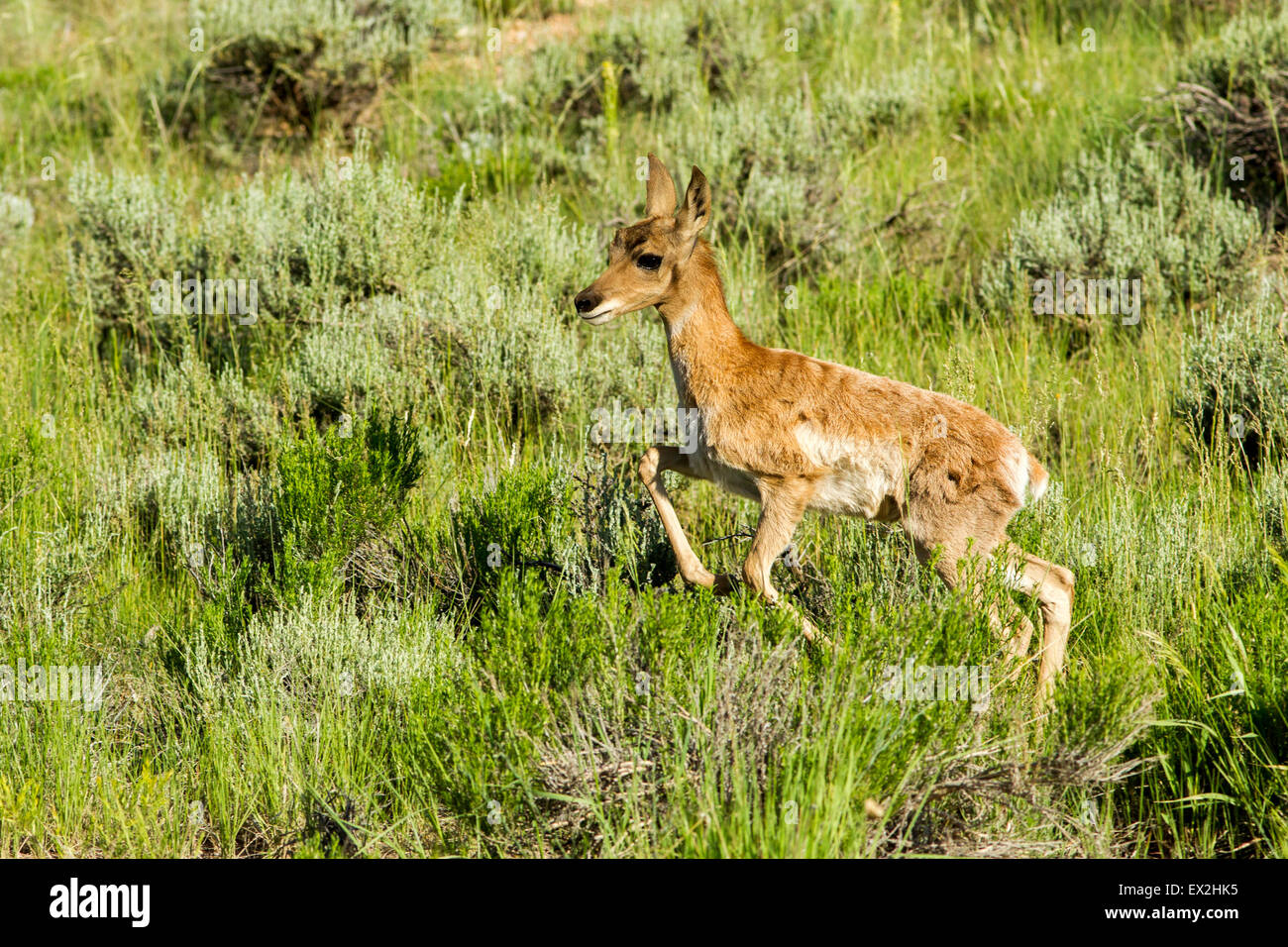 Pronghorn Antilocapra americana Bryce Canyon National Park, Garfield County, Utah, Stati Uniti 25 giugno immaturo in esecuzione. Foto Stock