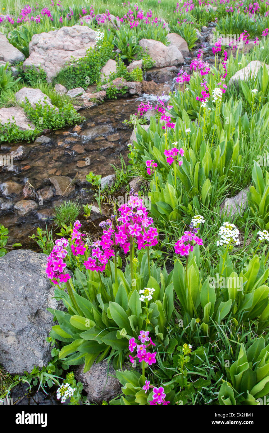 Parry la Primula (Primula parryi) e Heartleaf Bittercress (Cardamine cordifolia) lungo il torrente alpino al cervello della testa di picco, Iro Foto Stock