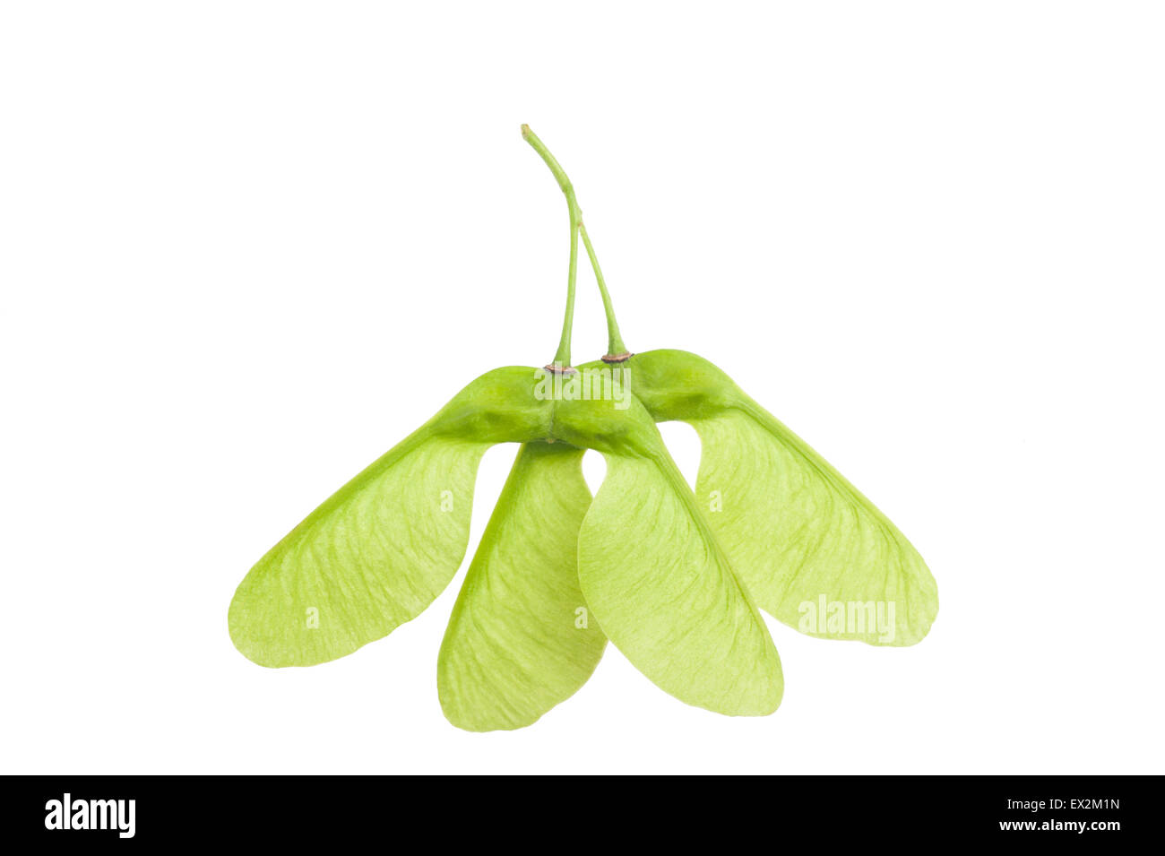 Frutti di acero isolato su sfondo bianco Foto Stock