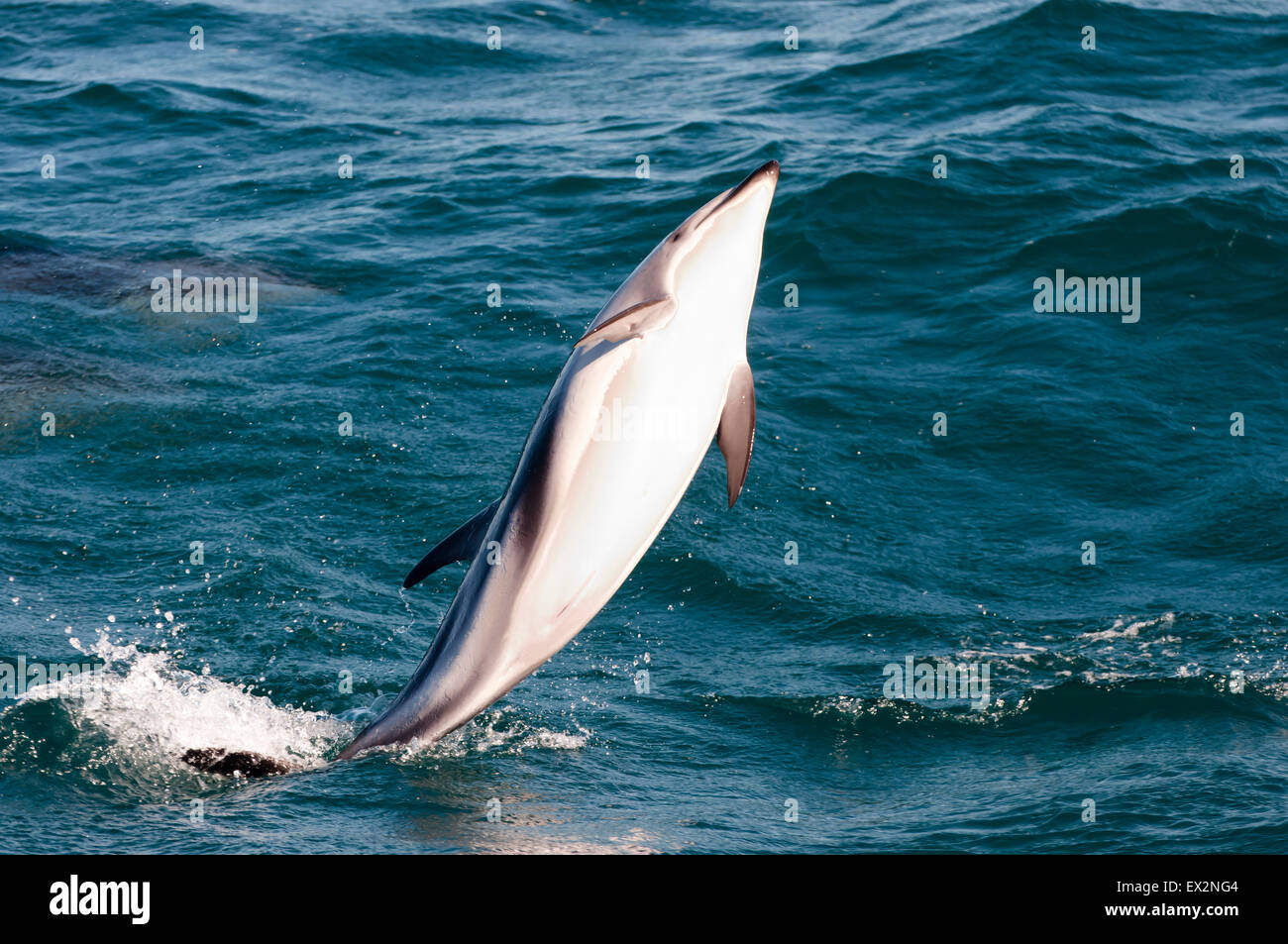 Jumping Dolphin - Kaikoura - Nuova Zelanda Foto Stock