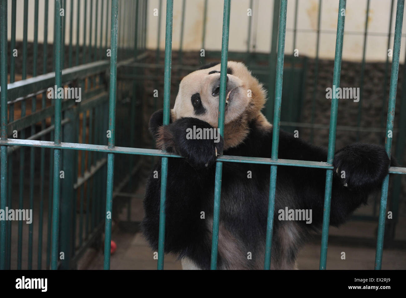 Quattro-anno-vecchio Kohin è visto a Chengdu Research Base del Panda Gigante di allevamento in Chengdu, nella provincia del Sichuan, 16 marzo 2010. V Foto Stock