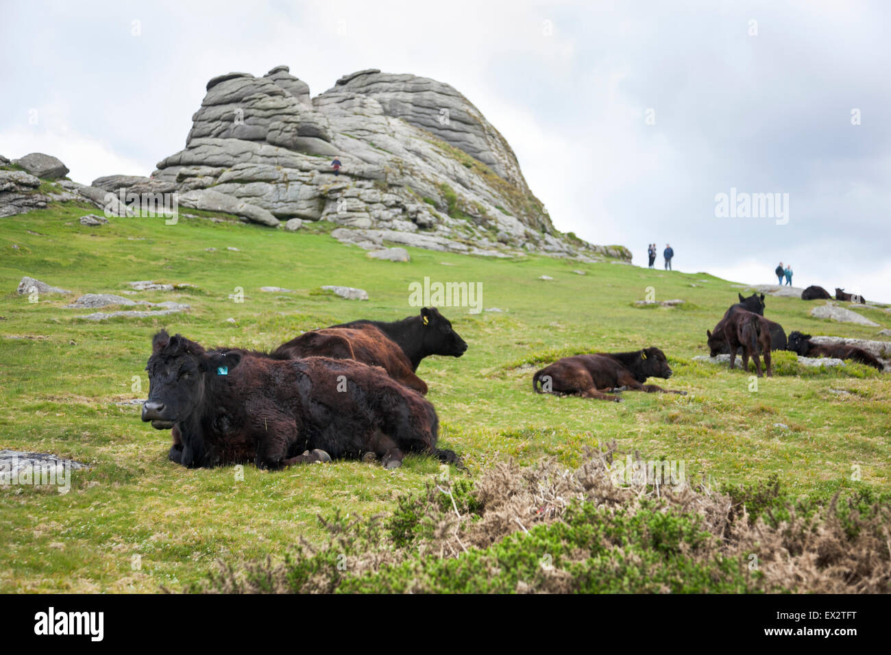 Le vacche a Haytor in mori del Parco Nazionale di Dartmoor, Devon, Inghilterra Foto Stock