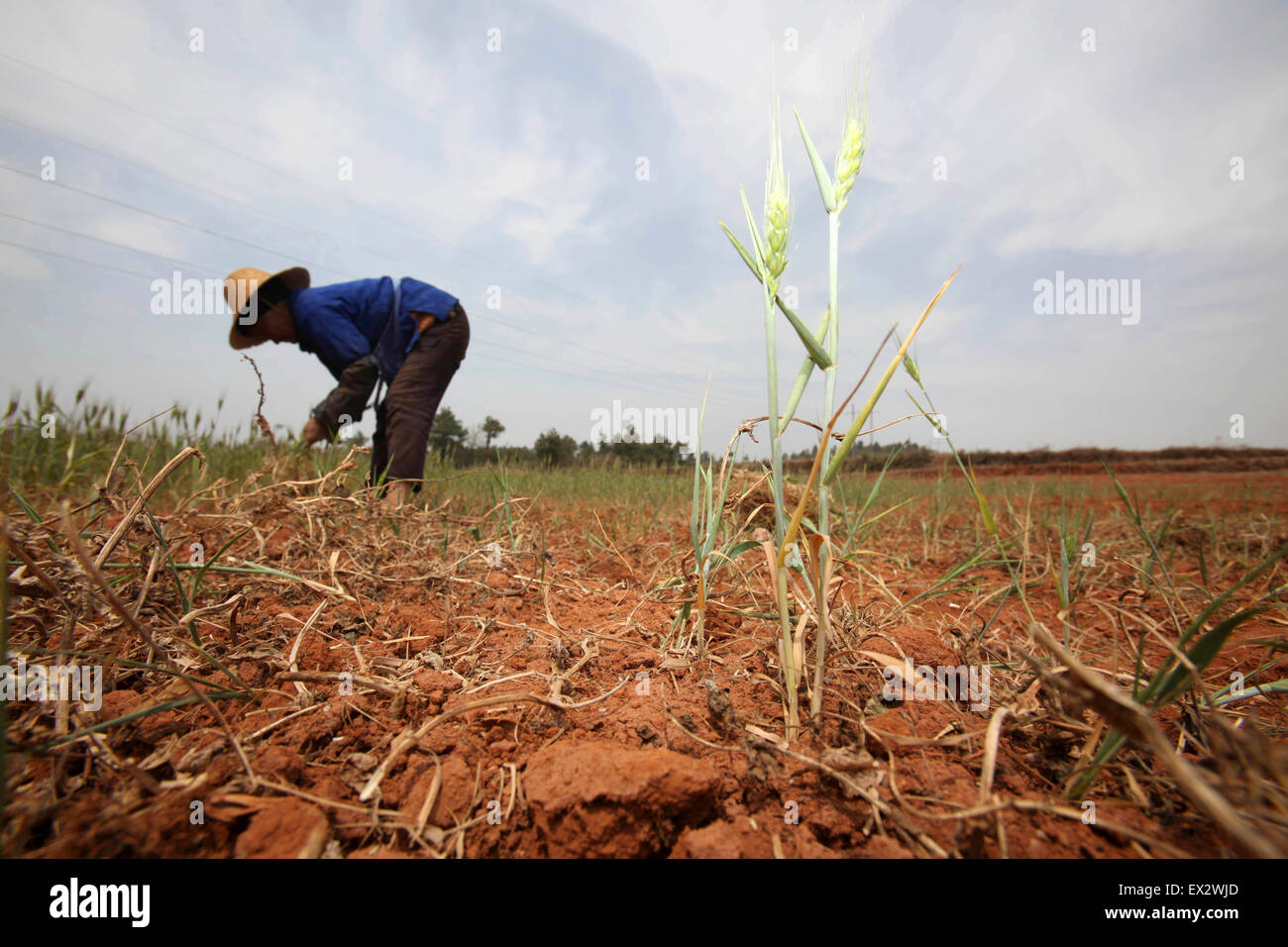 Colture morti sono visibili nel campo alla siccità-hit Chenggong county, nella provincia dello Yunnan, Marzo 17, 2010. Una grave siccità che ha colpito il sud Foto Stock