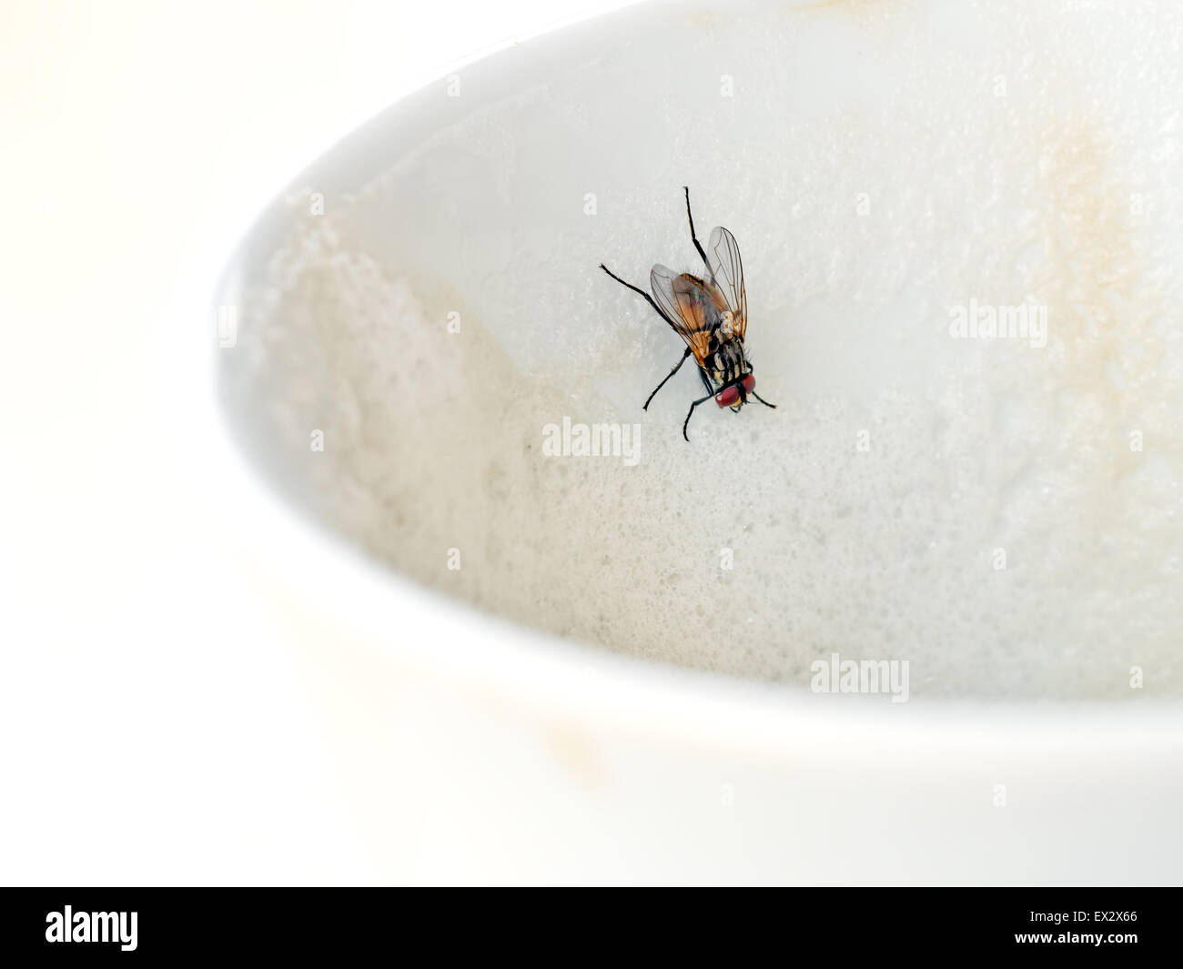 Cappuccino condivisa con volare. Problema di igiene. Foto Stock