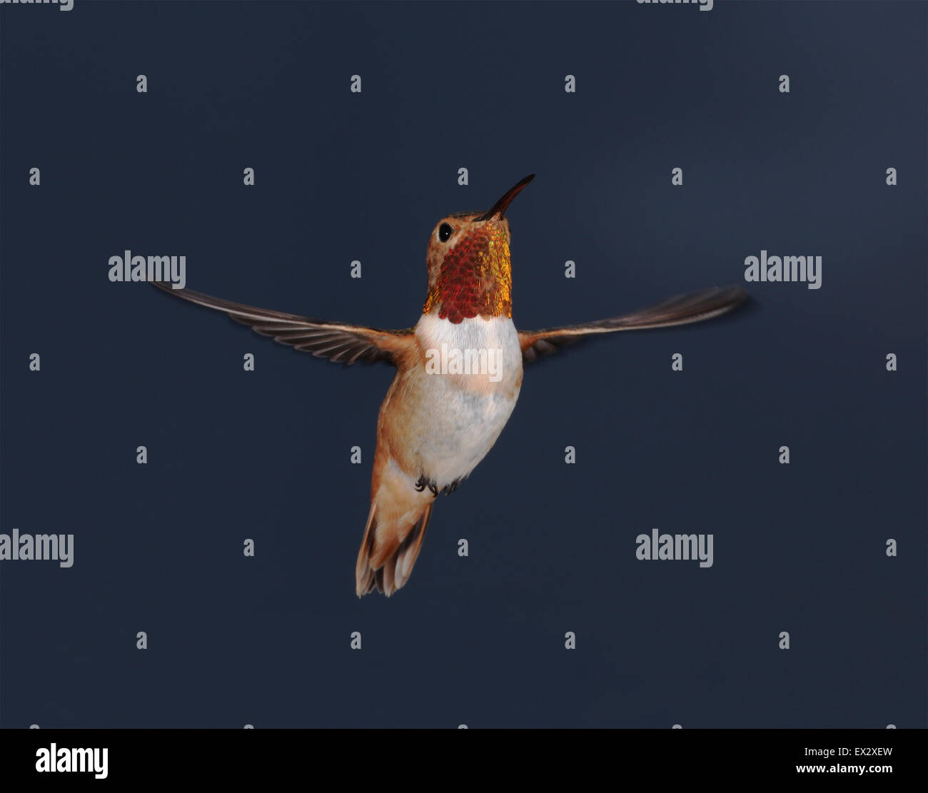 Allen Hummingbird in bilico Foto Stock