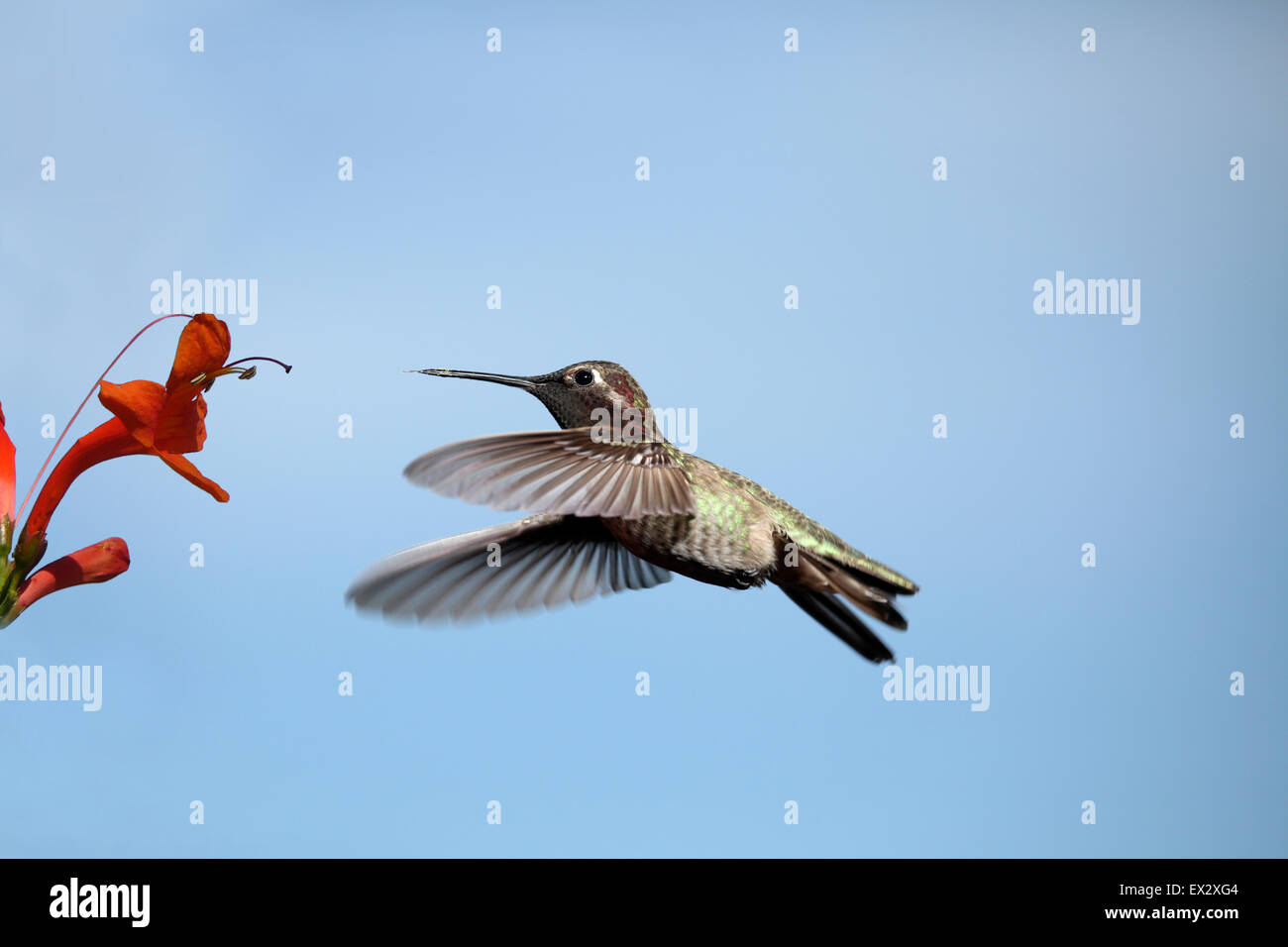 Anna's Hummingbird hovering a arancio fiori tubolare Foto Stock