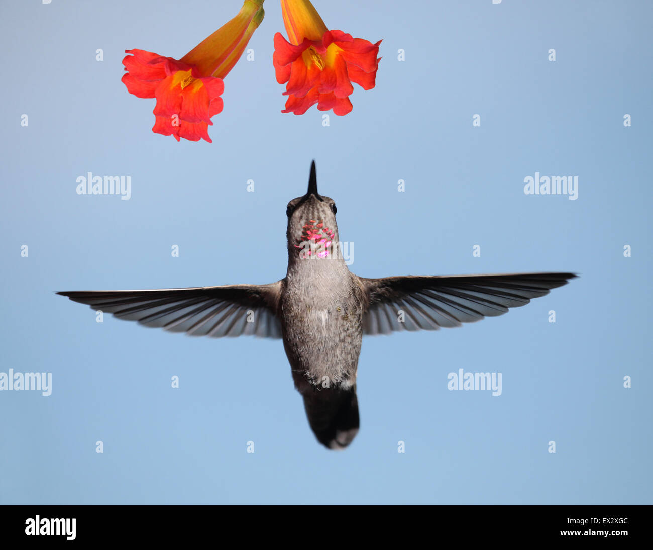 Anna's Hummingbird passando al di sotto della tromba blossoms Foto Stock