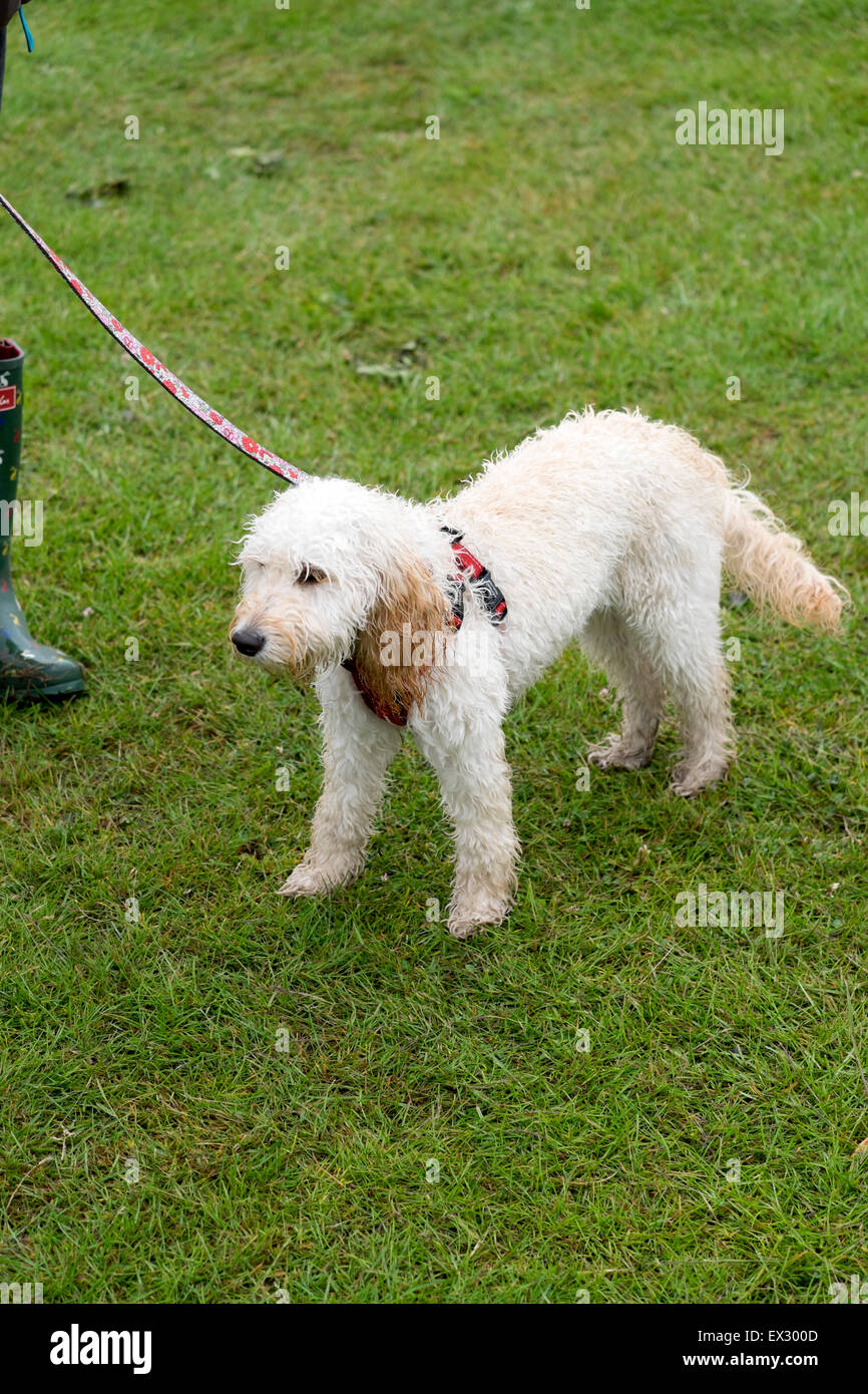 Wet Cockapoo malconce cucciolo di cane Soggy Doggy Foto Stock