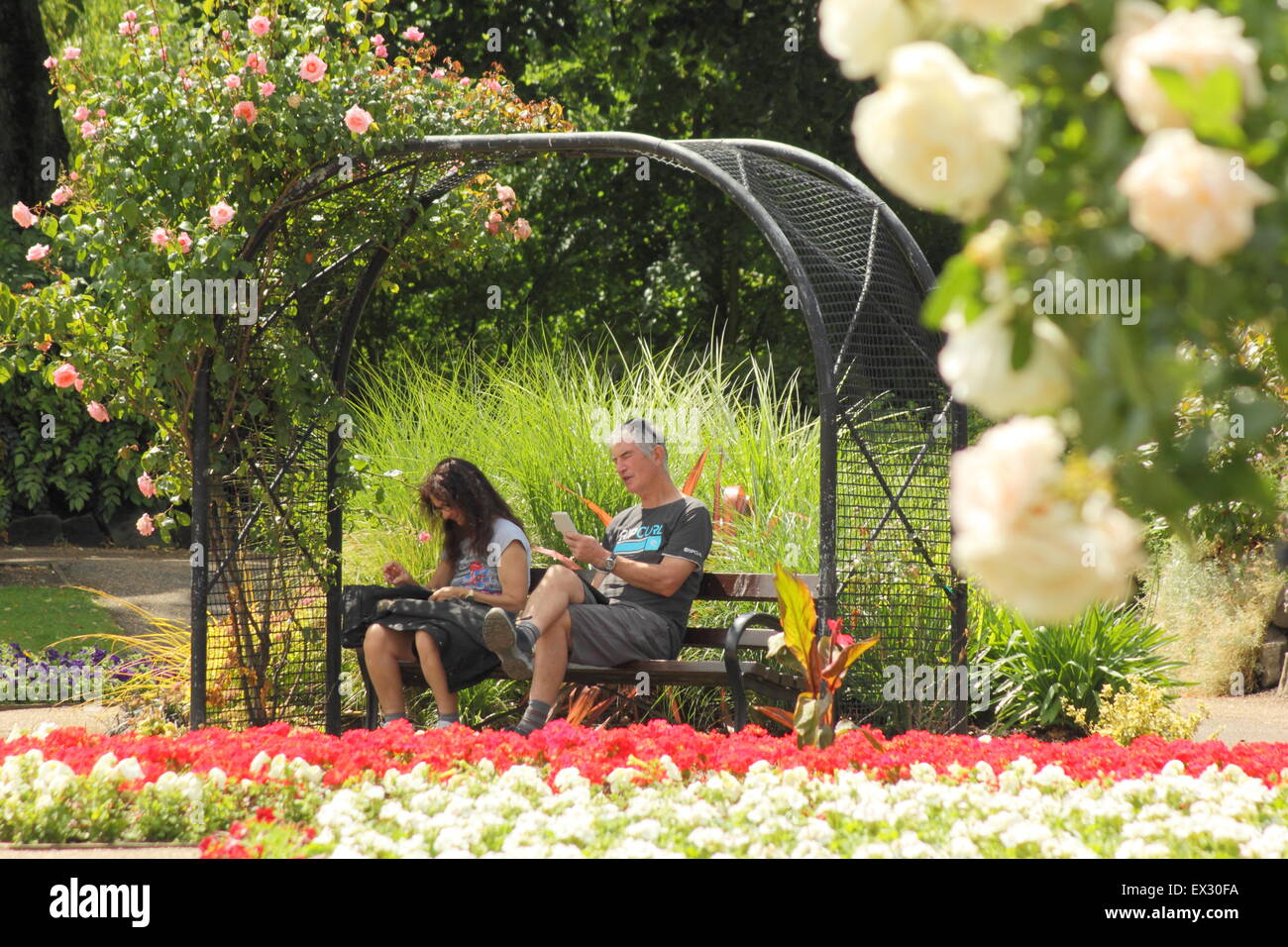 Un uomo che usa il suo telefono mobile al di sotto di un arco di rose da aiuole di fiori in Hall Leys Park, Matlock, Derbyshire Regno Unito Inghilterra - estate Foto Stock