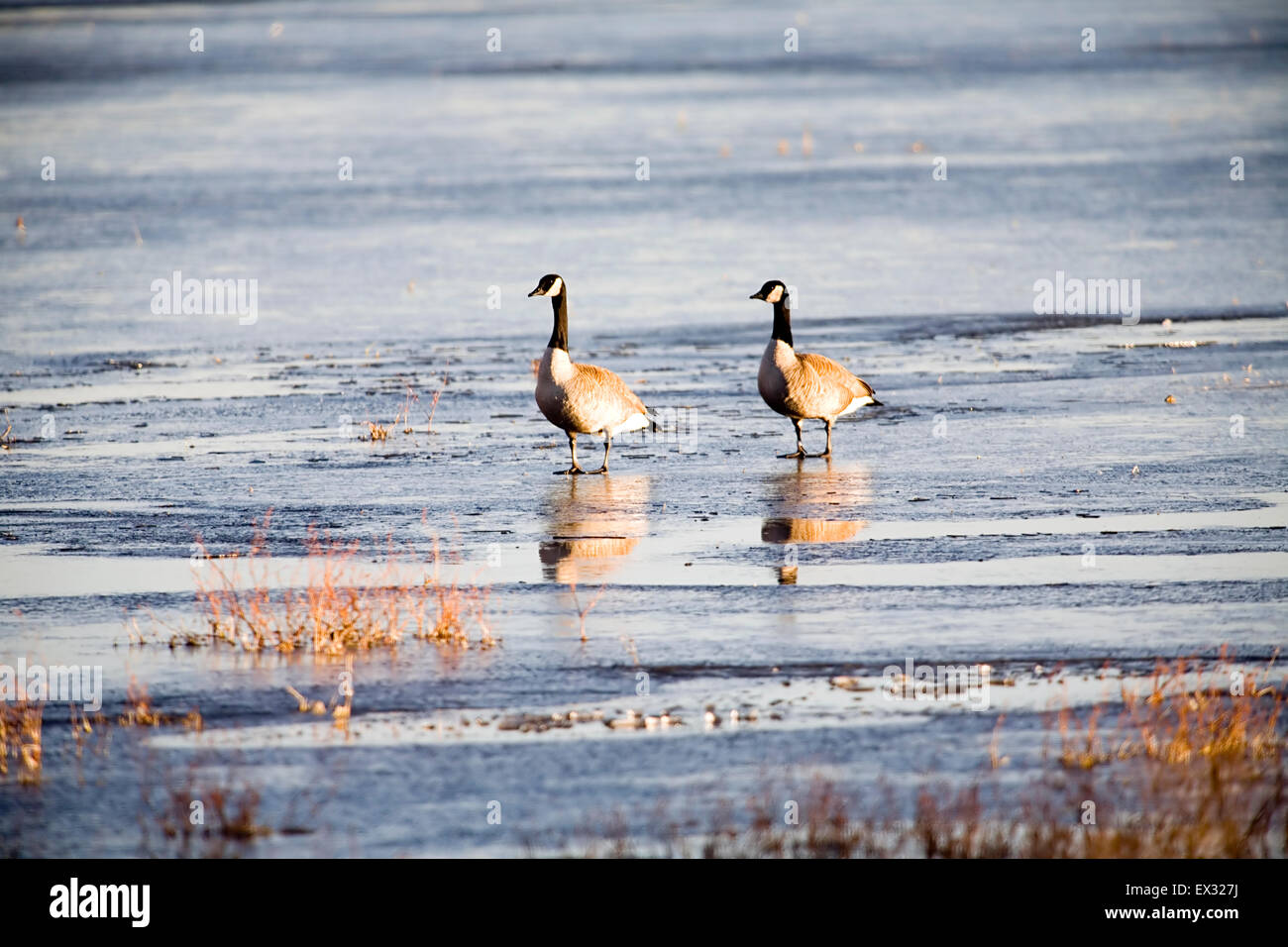 Oche del Canada a Bosque del Apache National Wildlife Refuge vicino a Socorro, Nuovo Messico, STATI UNITI D'AMERICA Foto Stock