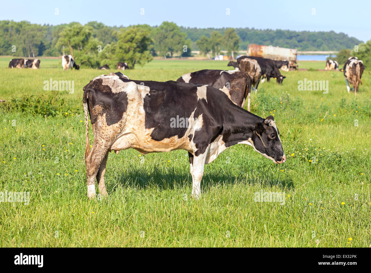 Mucche al pascolo su un verde prato estivo. Foto Stock
