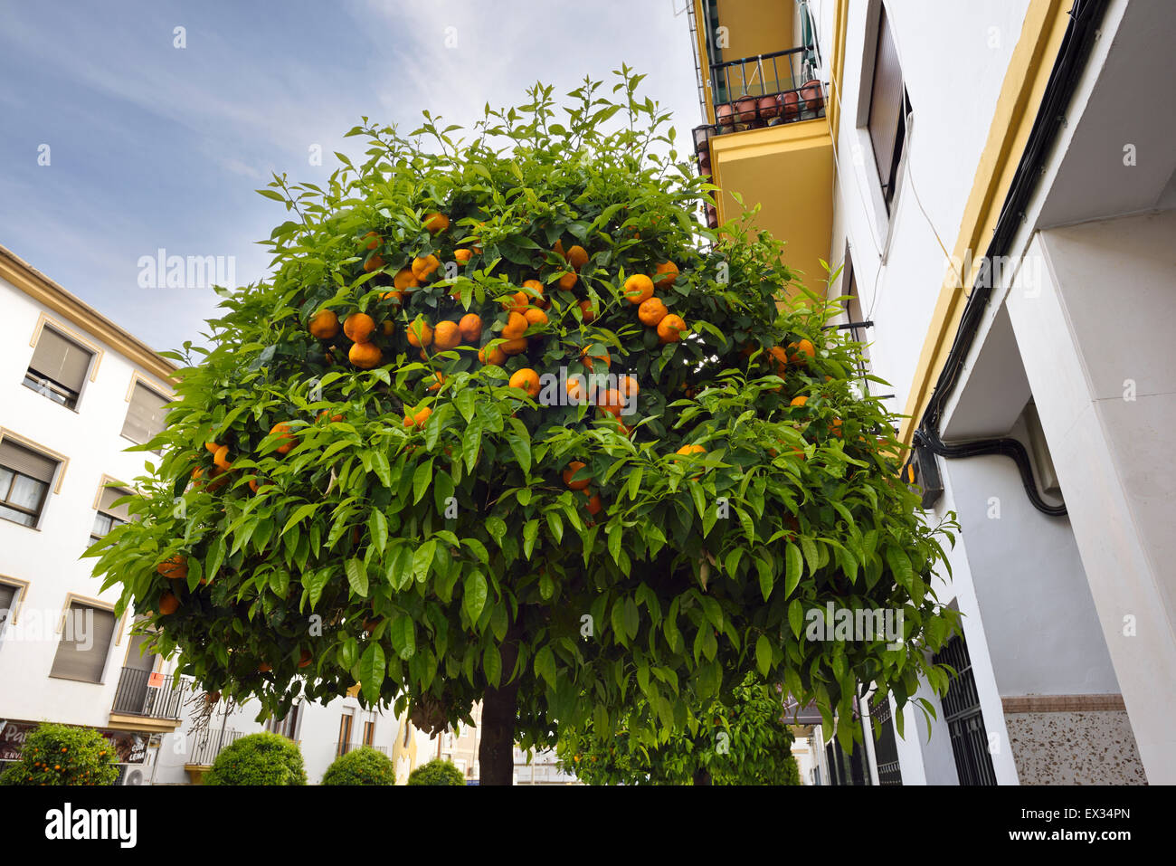 Amaro ornamentali Siviglia orange alberi che fiancheggiano una strada Ronda Andalusia Spagna Foto Stock