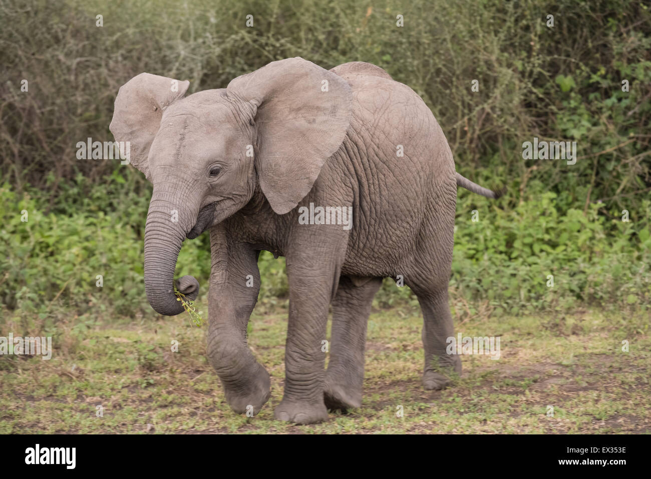 Elefante a piedi di vitello al di fuori del bosco, Ndutu. Foto Stock