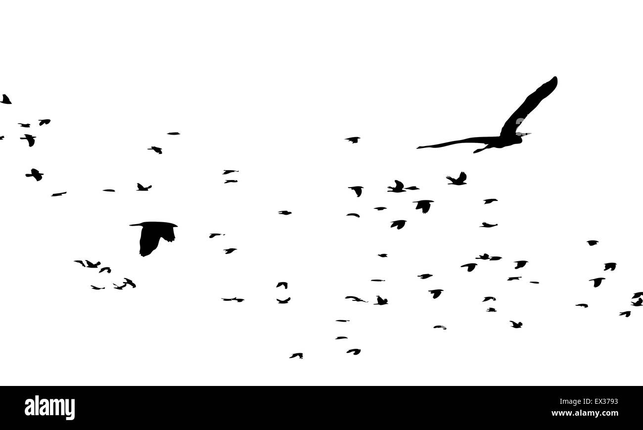 uccelli migratori Illustrazione Vettoriale