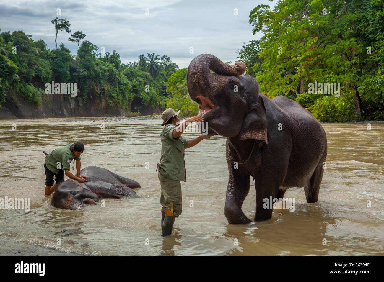 Ranger del parco che bagnano gli elefanti in un campo di elefanti gestito dalla Conservation Response Unit (CRU)--Gunung Leuser National Park, a Tangkahan, Indonesia. Foto Stock